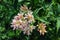 Night-blooming jasmine, or Cestrum nocturnum on a bush