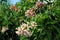 Night-blooming jasmine, or Cestrum nocturnum on a bush