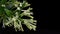 Night-blooming jasmine or Cestrum nocturnum flowers isolated on black background