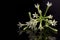 Night-blooming jasmine or Cestrum nocturnum flowers isolated on black background