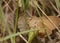 Night brown moths mating