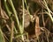 Night brown moths mating in grass