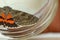 Night butterfly with colored orange wings close-up indoor. crawling insect macro in a jar top view