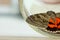 Night butterfly with colored orange wings close-up indoor. crawling insect macro in a jar top view