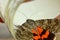 Night butterfly with colored orange wings close-up indoor. crawling insect macro in a jar top view