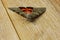 Night butterfly with colored orange wings close-up indoor. macro crawling insect on wooden rustic table top view