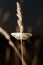 Night butterfly on a grass. Shallow depth of field. Selective focus