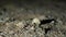 Night, close-up, a small hermit crab crawling in the sand.