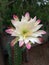 Night flower of garden cactus