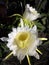 Night flowering Hilocereus Latin Hylocereus