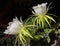 Night flowering Hilocereus Latin Hylocereus