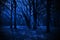 Night forest