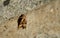 Night green-brown beige butterfly sitting on stone sitting with wings down