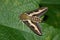 Night hawk moth (Hyles gallii)