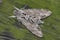 Night hawk moth (Sphinx convolvuli)