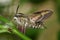 Night hawkmoth-hyles gallii