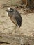 Night Heron