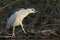 Night heron black crowned