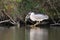 Night heron black crowned with the carp