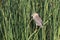 Night heron black crowned with the carp young bird