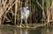 Night heron in breeding plumage hunting on the river.