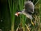 Night Heron catch redfish