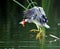 Night Heron catch redfish