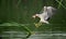 Night Heron catch redfish