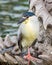 The night heron in Chongsheng Temple Dali city