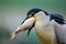 Night heron, detail portrait of grey water bird with fish in the bill, animal in the water, action scene, Hungary