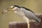 Night heron eating a fish