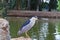 Night heron is found- Nycticorax nycticorax, bird, at the national park in ramat gan watching you