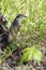 Night Heron, Kakadu National Park, Australia