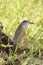 Night Heron, Kakadu National Park, Australia