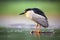 Night heron, Nycticorax nycticorax, grey water bird sitting in the water, animal in the nature habitat, Bulgaria