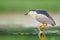 Night heron, Nycticorax nycticorax, grey water bird sitting by the water, animal in the nature habitat, Hungary, Europe.