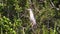 Night heron resting in tree in the Florida Everglades