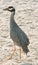 Night Heron on a sandy beach