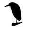 The night heron silhouette vector illustration in white background
