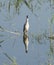 Night heron stood in water reeds of river marshland