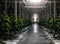 Night illumination tall cucumber bushes with ripening fruits cucumbers in a greenhouse of protected soil cubes watering drip