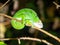 night image of the chameleon has night coloration. O`Shaughnessy chameleon, Calumma oshaughnessyi Ranomafana National Park