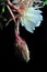 Night lady flower, Epiphyllum Oxypetalum, open white night flower with blur and noise on black background
