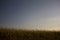 Night landscape of a corn field. prolonged exposure