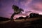 Night landscape with holm oaks in the natural park of cornalvo. Extremadura, Spain