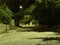 Night landscape. Moon, road, trees