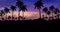 Night landscape with palm trees, against the backdrop of a neon sunset