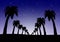 Night landscape with palm trees in a row on a sandy country with deep blue night sky with luminous stars in the starry sky with wh