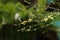 Night Light Photography of tropical plant tree with strange leaf