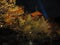 Night light up in autumn at Kiyomizu-dera temple, Japan